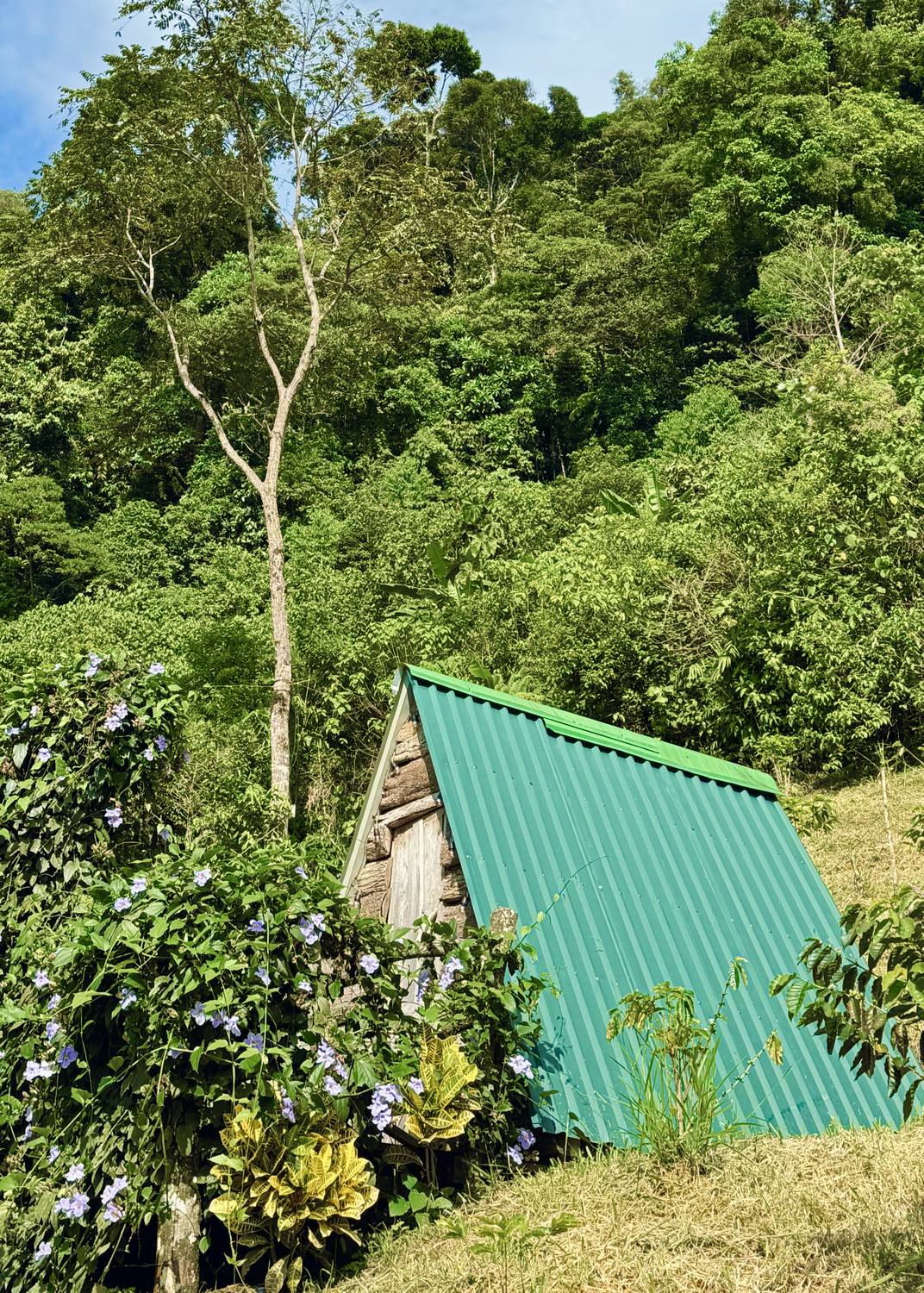 Cabaña de techo verde entre la selva · El Doncello